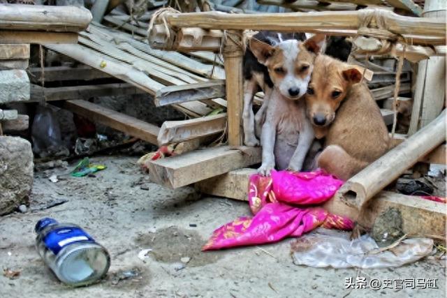 “美女兽医”简稚澄：给700只流浪狗安乐死后自杀，网友：心痛！