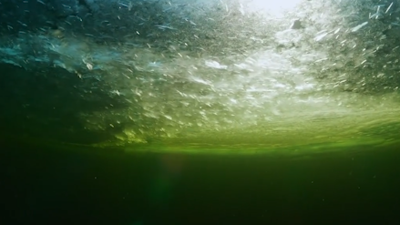视频｜俄潜水员冰下拍到裸海蝶，挥舞透明“翅膀”似天使