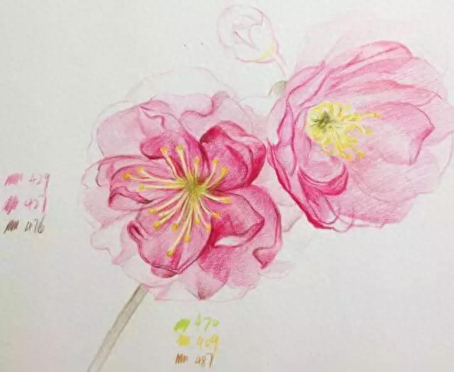 绘画~彩铅丨你见过美丽的樱花吗？