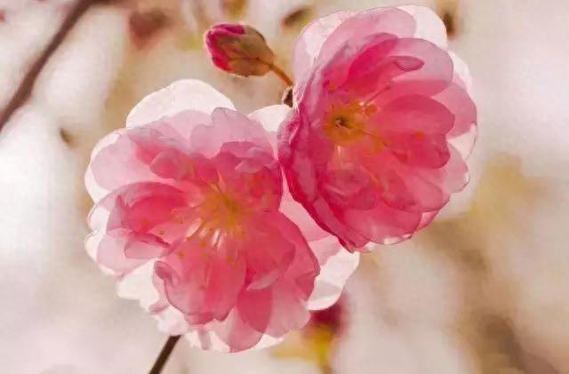 绘画~彩铅丨你见过美丽的樱花吗？