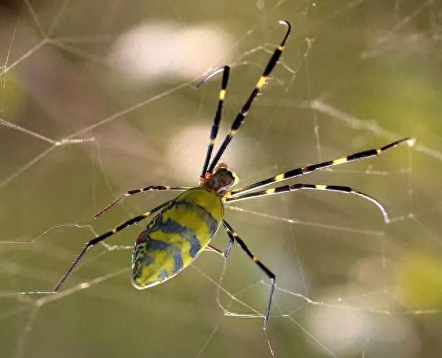 用生命来交配，斑络新妇蜘蛛那惨烈的繁殖方式！