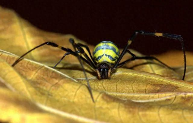 用生命来交配，斑络新妇蜘蛛那惨烈的繁殖方式！