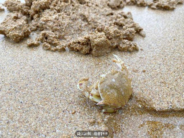 南麂岛别样“赶海人”：自备蔬菜春节留岛值守，沙滩挖宝发现许多新物种