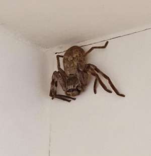 美女黑蜘蛛(澳大利亚美女洗澡时，墙头惊现比脸大的蜘蛛，看起来随时会掉下来)