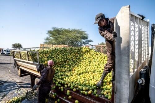 专访南非柑橘种植协会首席运营官保罗·哈德曼：对华水果出口增长体现南中双赢合作