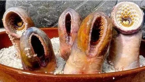 面目狰狞的远古“吸血鬼鱼”，曾是暗黑美食还可能撑死过国王