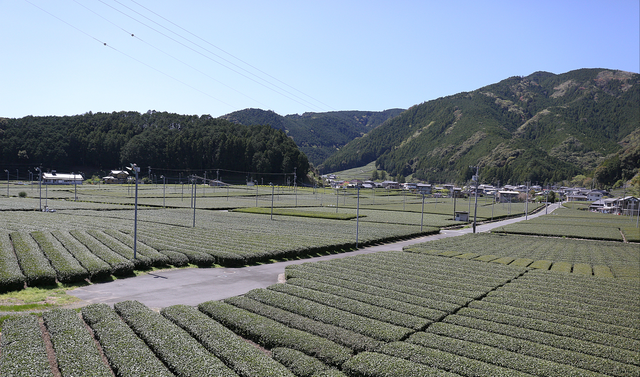 日本农村的“巨无霸”组织，几乎控制了国内所有的农业活动