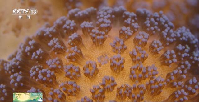 是动物还是植物？关于珊瑚的这些知识了解一下