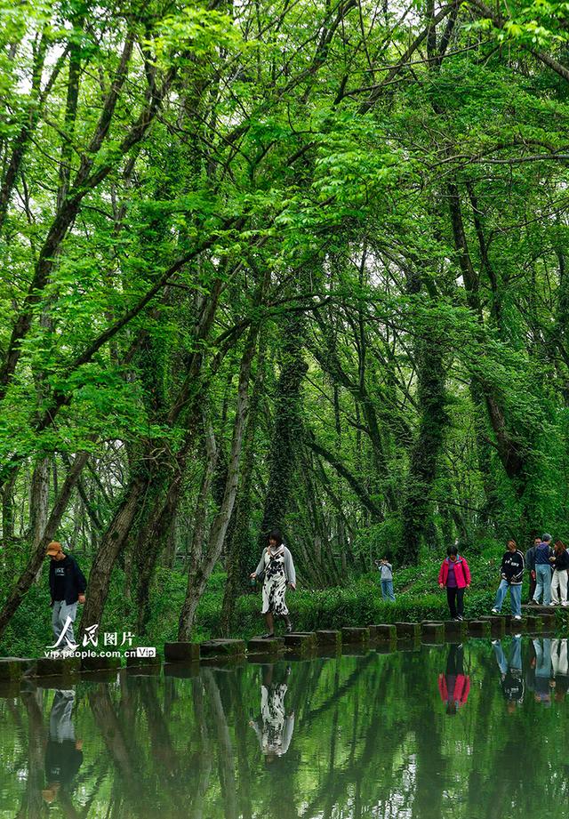 安徽黄山：生态旅游 春意盎然