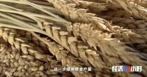 新纪录！双季稻亩产超3000斤！袁隆平90岁生日愿望成真了