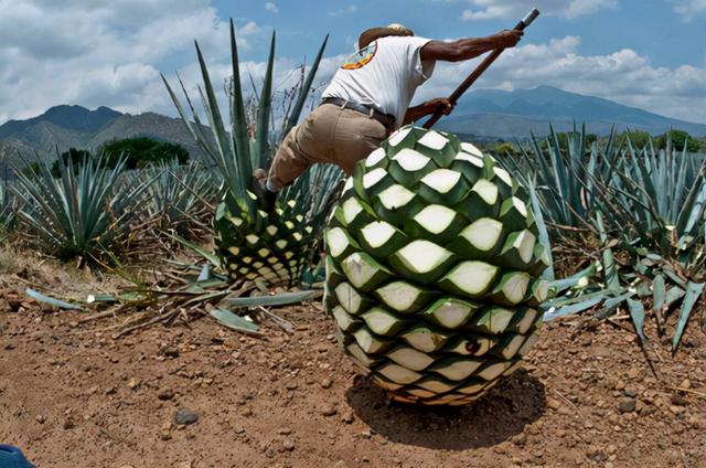 龙舌兰：酷似巨型菠萝，12年才能成熟，酿酒却是极品，1斤数百元