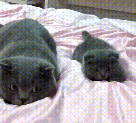 搞笑GIF:可性感可清纯的美女,爱了爱了
