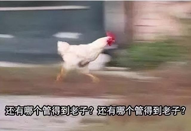 为啥女生大腿上绑根带子,看起来会很性感