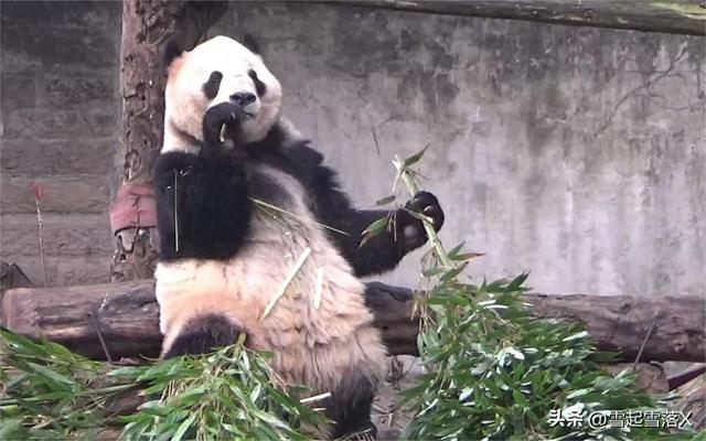 熊猫届的四大美女熊:梅兰竹菊之兰香“兰氏家族”