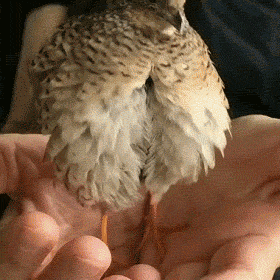 搞笑GIF:可性感可清纯的美女,爱了爱了