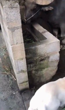 搞笑GIF:可性感可清纯的美女,爱了爱了