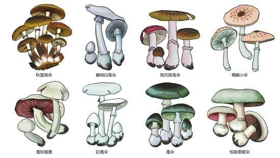 全球仅剩1株的伍德苏铁该怎么交配?科学家为它娶了位“新娘”