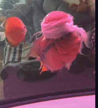搞笑GIF:可性感可清纯的美女,爱了爱了