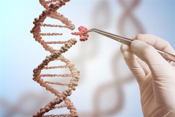 全球仅剩1株的伍德苏铁该怎么交配?科学家为它娶了位“新娘”