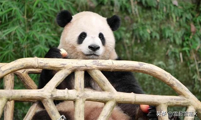 熊猫届的四大美女熊:梅兰竹菊之兰香“兰氏家族”