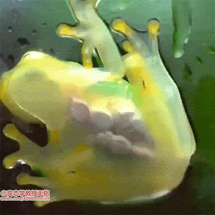 搞笑GIF:可性感可清纯的美女,爱了爱了