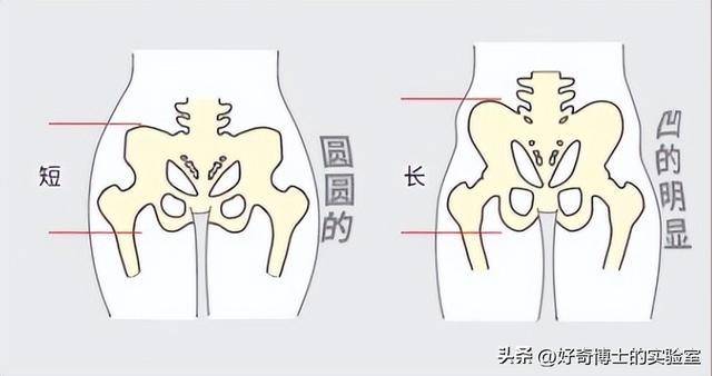 为啥女生的屁股两侧,会凹进去?