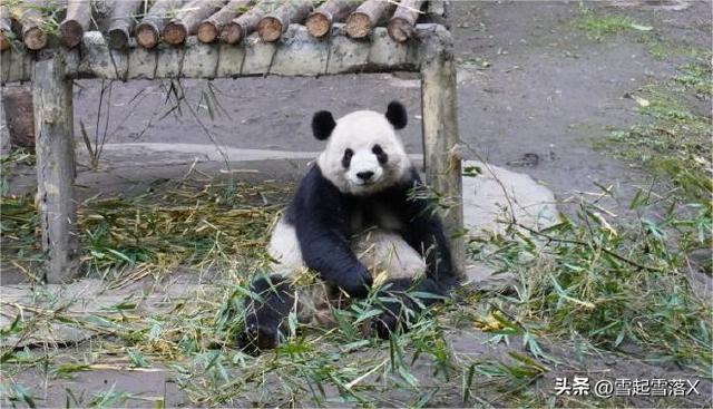 熊猫届的四大美女熊:梅兰竹菊之兰香“兰氏家族”