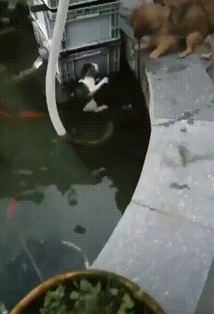 搞笑GIF:可性感可清纯的美女,爱了爱了