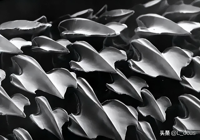 罕见耻辱老照片:被拍卖的大胸女人,全裸女人被男人拿枪指着
