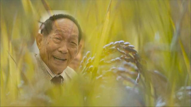 全球仅剩1株的伍德苏铁该怎么交配?科学家为它娶了位“新娘”