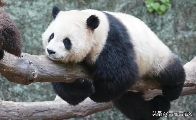 熊猫届的四大美女熊:梅兰竹菊之兰香“兰氏家族”