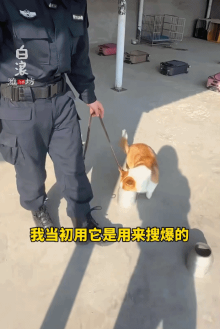“请叫我福sir!”全国首只“柯警官”最新训练场面大公开