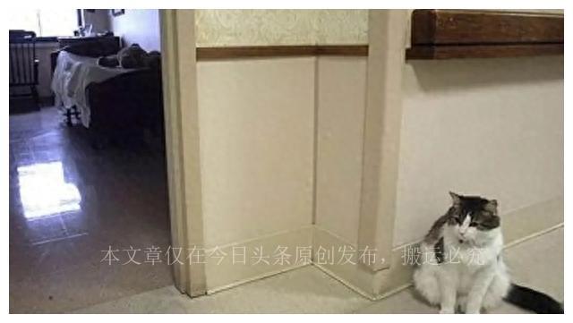 一些荒诞的事实:韩国女人的“露乳装”,阴道长了一颗“牙”