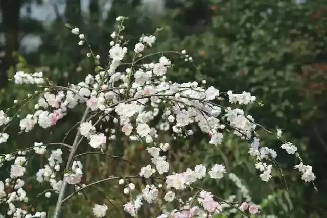 好看的花那么多,为什么古人偏偏用桃花形容女子?