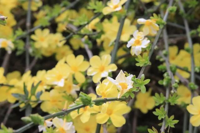 神仙颜值!陕西师范大学“最美校花”惊艳亮相,高清大图最新曝光!