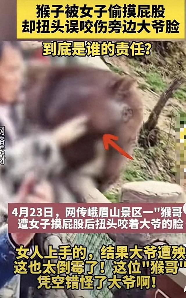 女子摸猴屁股致大爷“躺枪”被咬?峨眉山景区回应:近期无此事