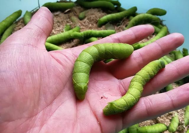 江苏出名的6道“怪菜”,本地人赞不绝口,外地人直呼下不去嘴