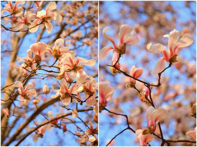 神仙颜值!陕西师范大学“最美校花”惊艳亮相,高清大图最新曝光!