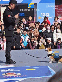 “请叫我福sir!”全国首只“柯警官”最新训练场面大公开