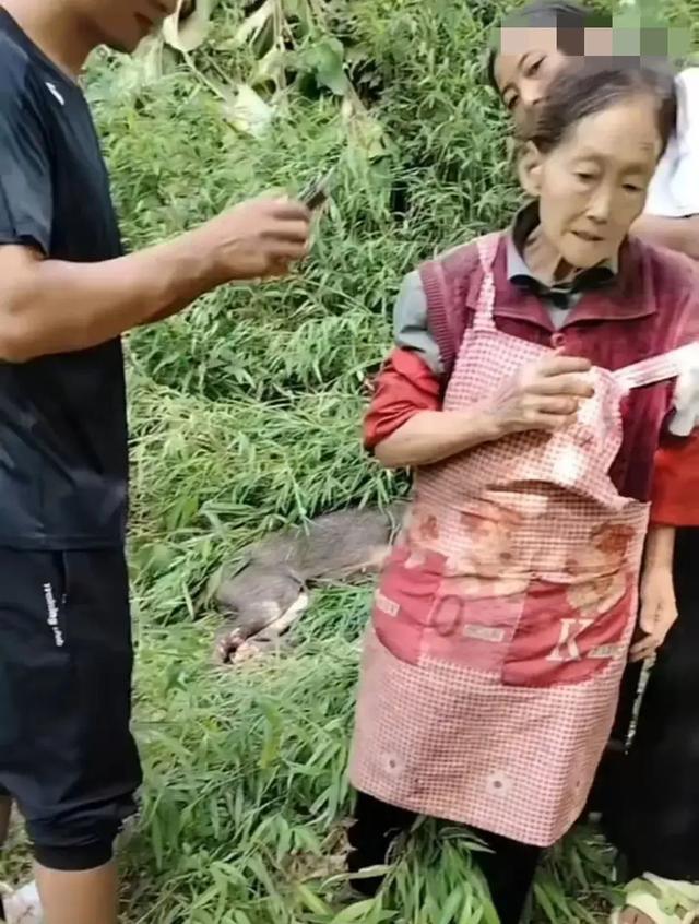 炸裂!云南77级打野老奶奶,徒手砍死伤人野猪,网友炸锅