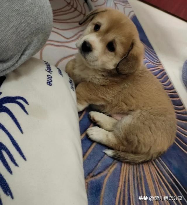 妹子捡了只小奶狗,半夜起来哄它三次,也是当上妈了!