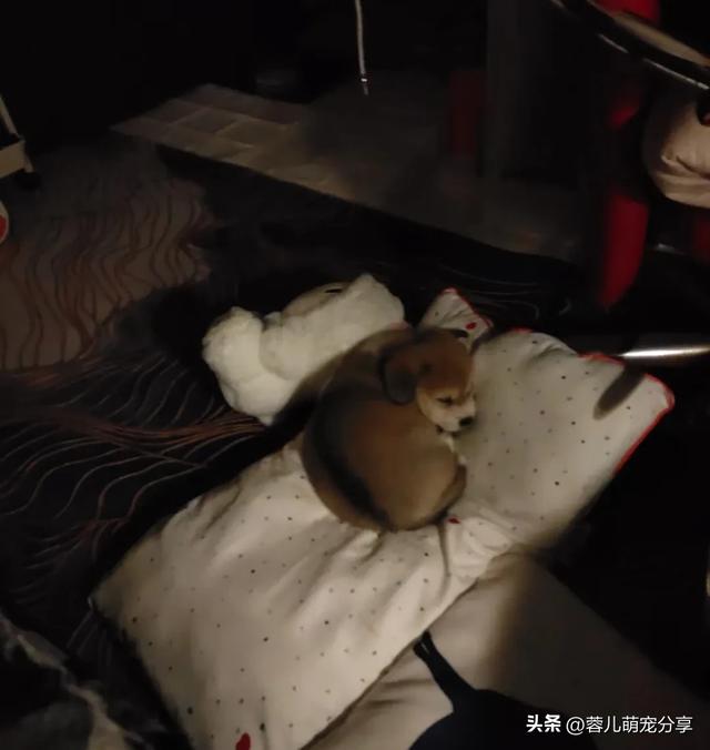 妹子捡了只小奶狗,半夜起来哄它三次,也是当上妈了!