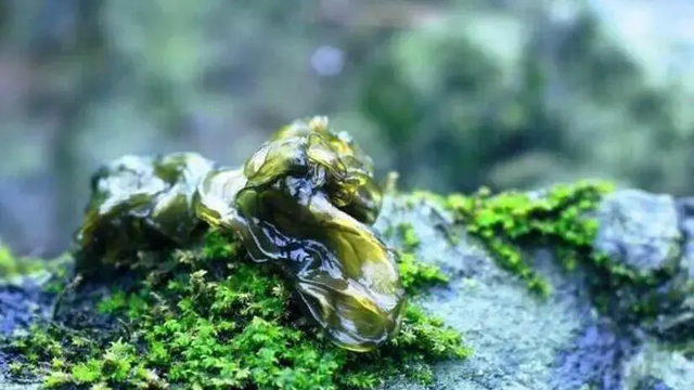 江苏出名的6道“怪菜”,本地人赞不绝口,外地人直呼下不去嘴