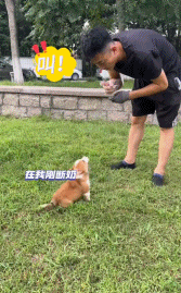 “请叫我福sir!”全国首只“柯警官”最新训练场面大公开