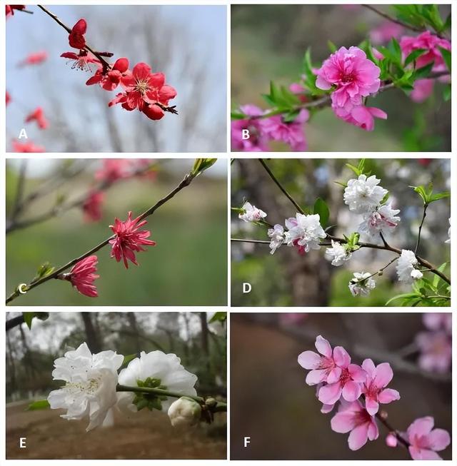 好看的花那么多,为什么古人偏偏用桃花形容女子?