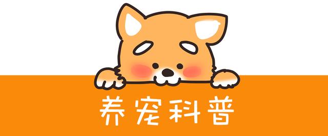 狗狗太调皮,春节送去给奶奶调教,看到这场面后,送错地方了