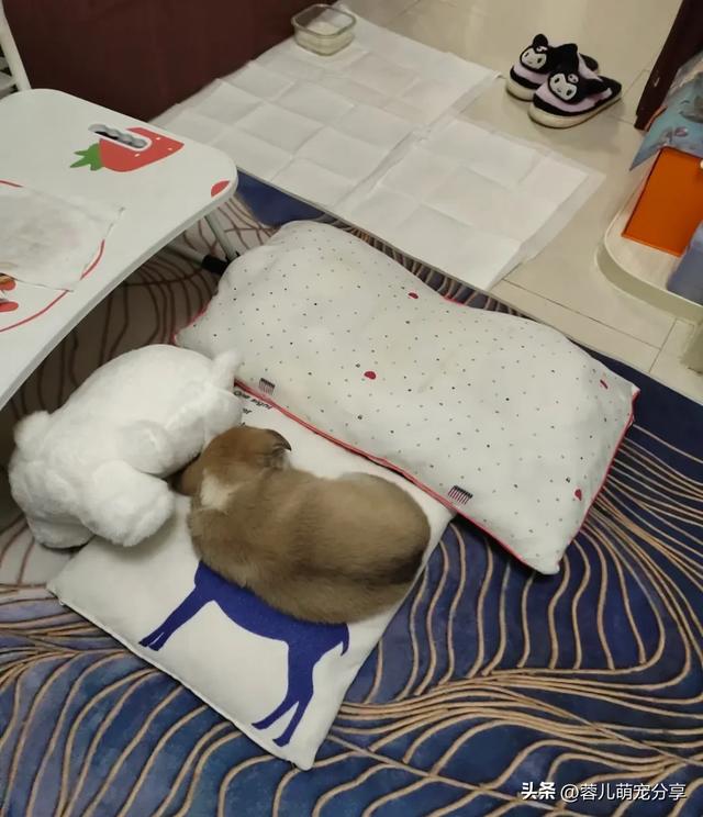 妹子捡了只小奶狗,半夜起来哄它三次,也是当上妈了!