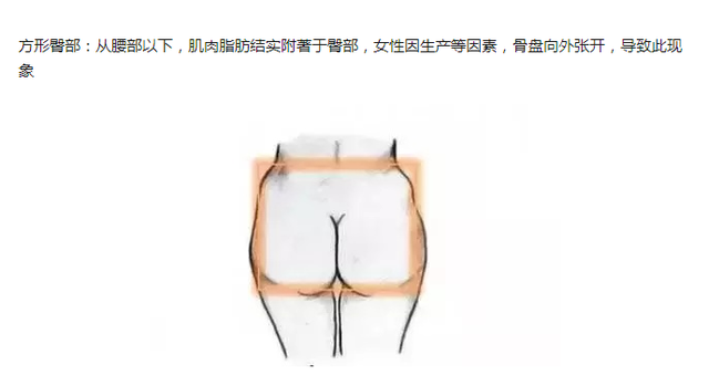 健身女士的臀部,为什么大都是明显的左右两瓣?