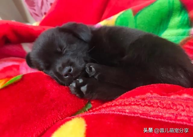 妹子捡了只小奶狗,半夜起来哄它三次,也是当上妈了!
