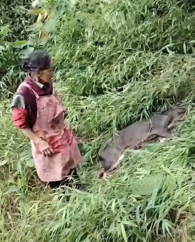 炸裂!云南77级打野老奶奶,徒手砍死伤人野猪,网友炸锅